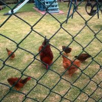 first day of Grade 1